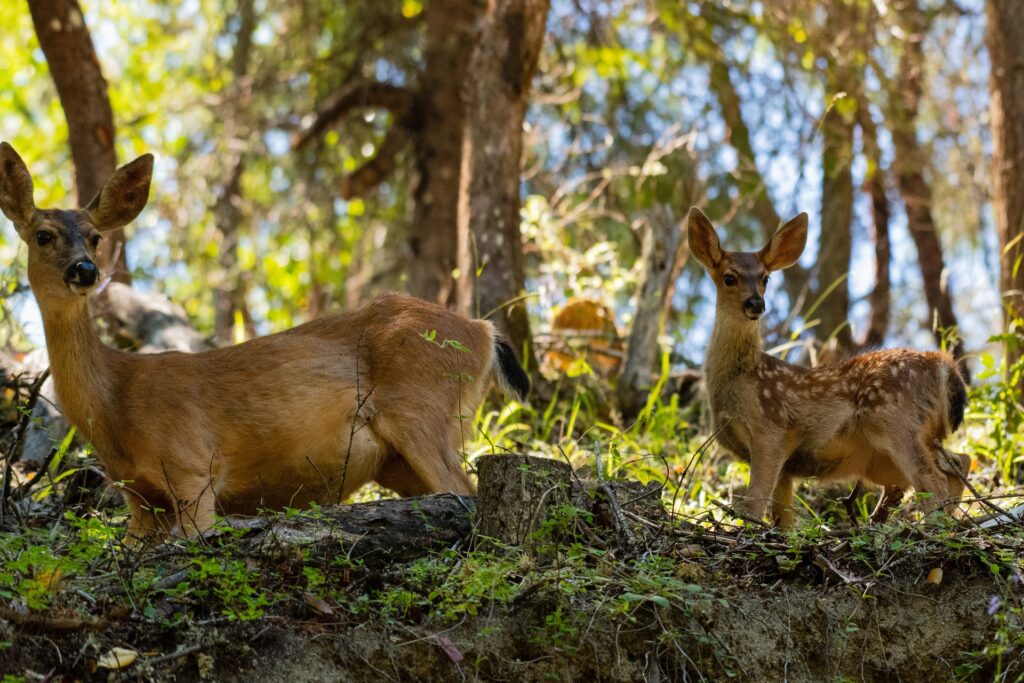 Blacktail fawns walking through the woods