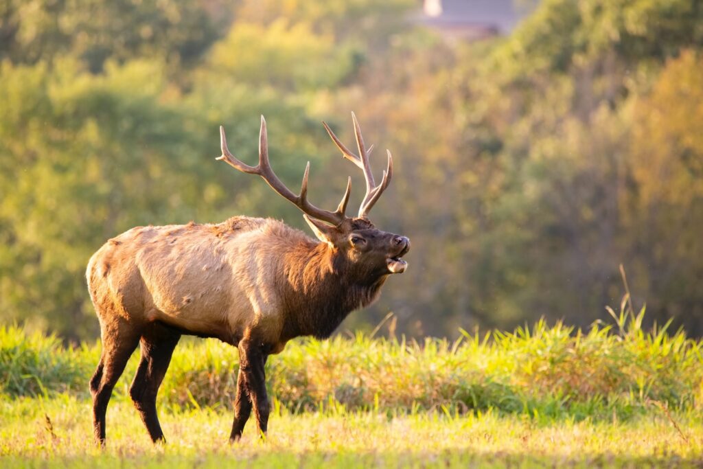 A mature elk bull makes his bugle call to attract mates
