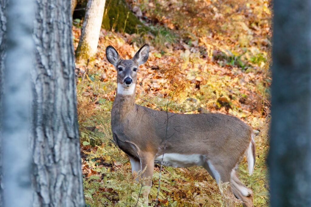 Young whitetail deer standing at alert