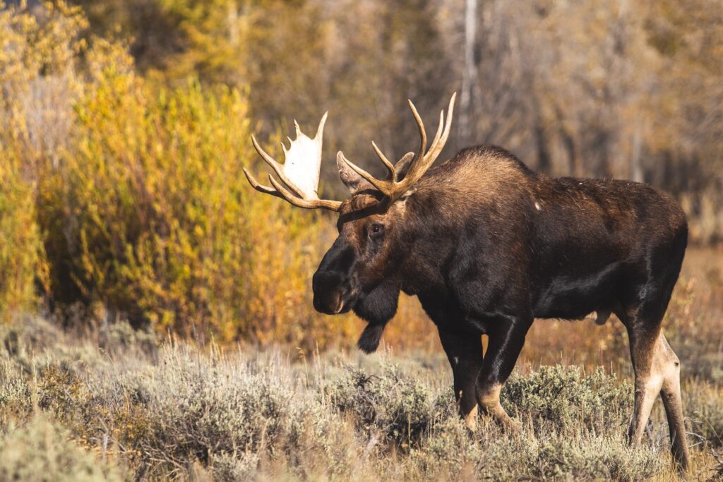 A solitary moose taking a morning stroll