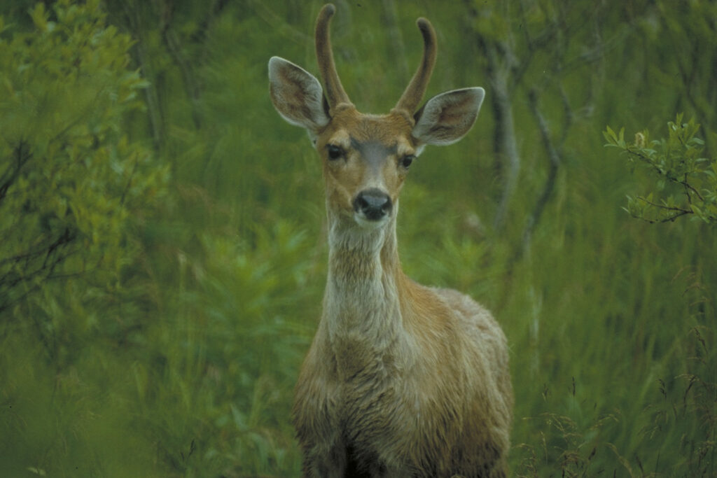 A small-antlered Sitka blacktail deer