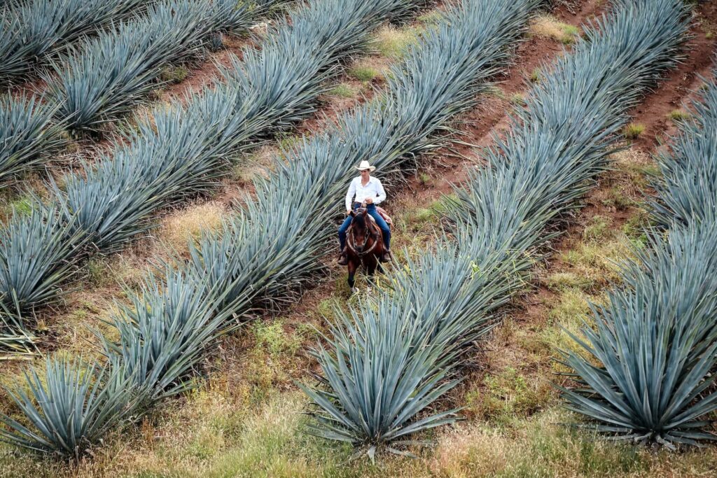 A white man in a white shirt and jeans and a white cowboy hat rides a brown horse through a field of agave plants. The plants are blue/gray and taller than the horse. They are lined up in rows with grass in between.