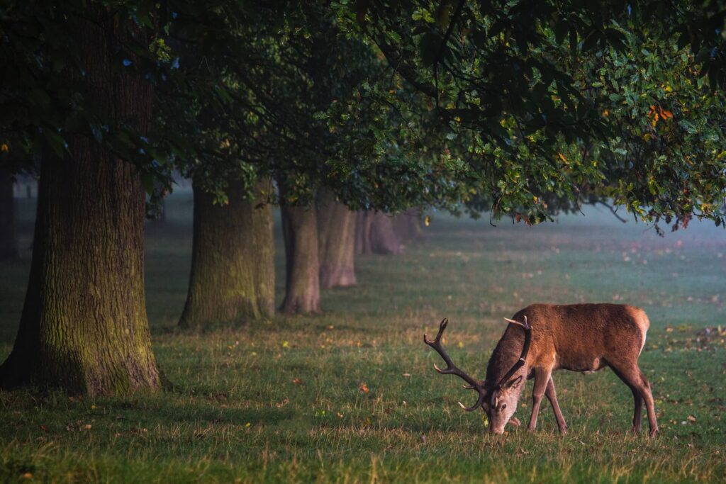 A buck grazing near a tree line. 