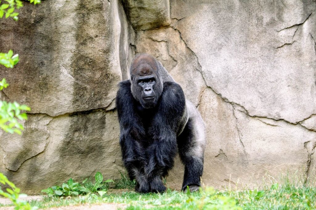 Black gorilla stands by a rock at the Cincinnati Zoo
