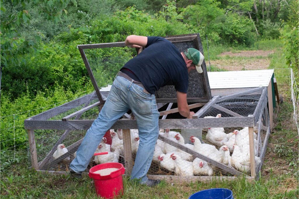 Man feeding his caged chickens