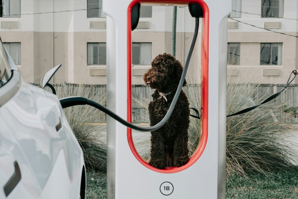 a dog sitting at a Tesla charging station