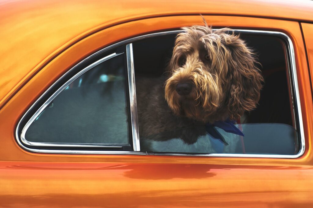 A dog looking out the window of an orange car