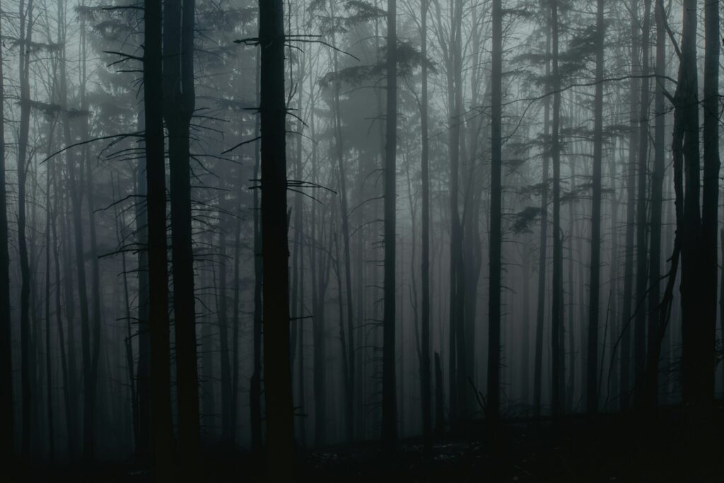 dark, shadow filled woods. 