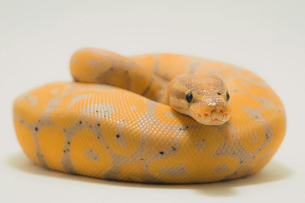 Orange and pink ball python