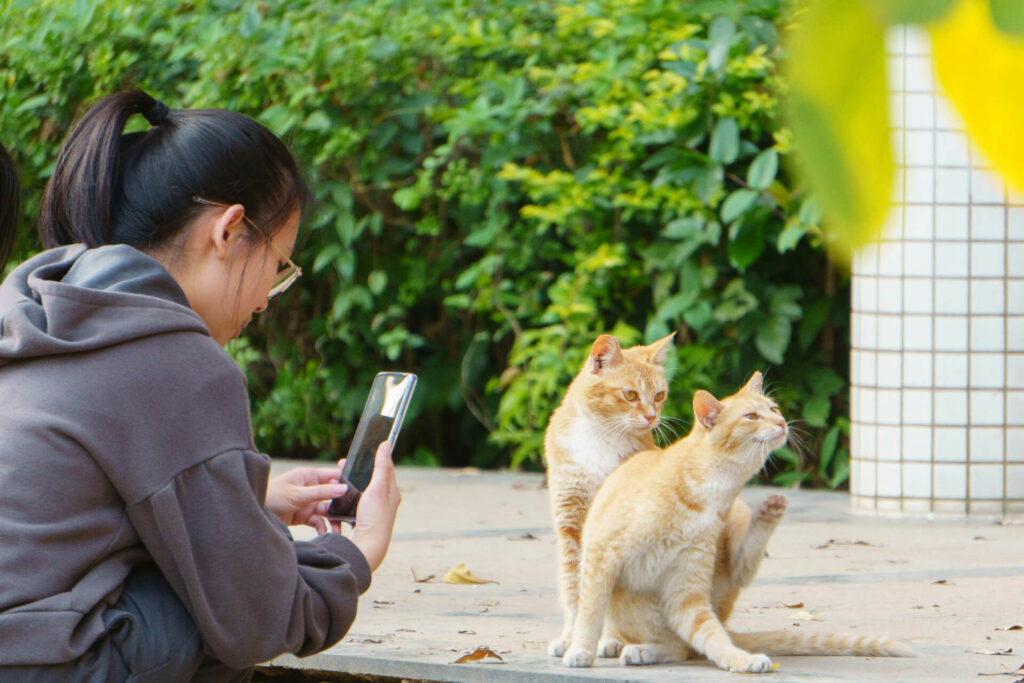 someone taking a picture of cats with their phone