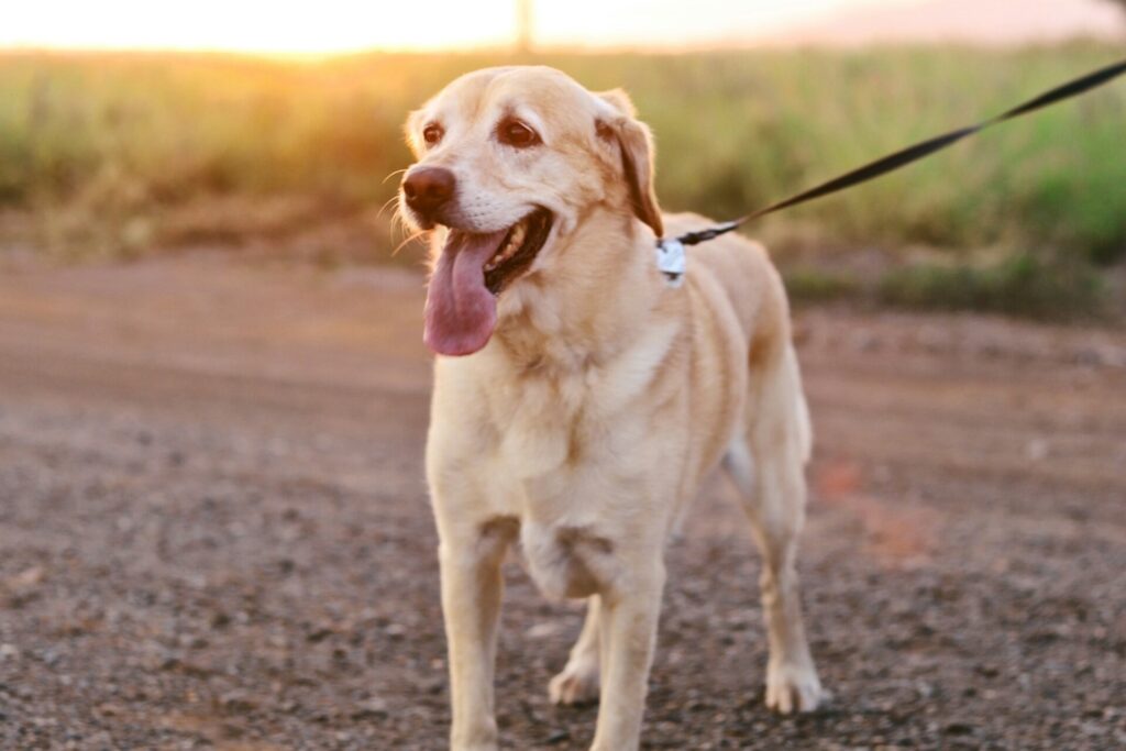 dog on a leash