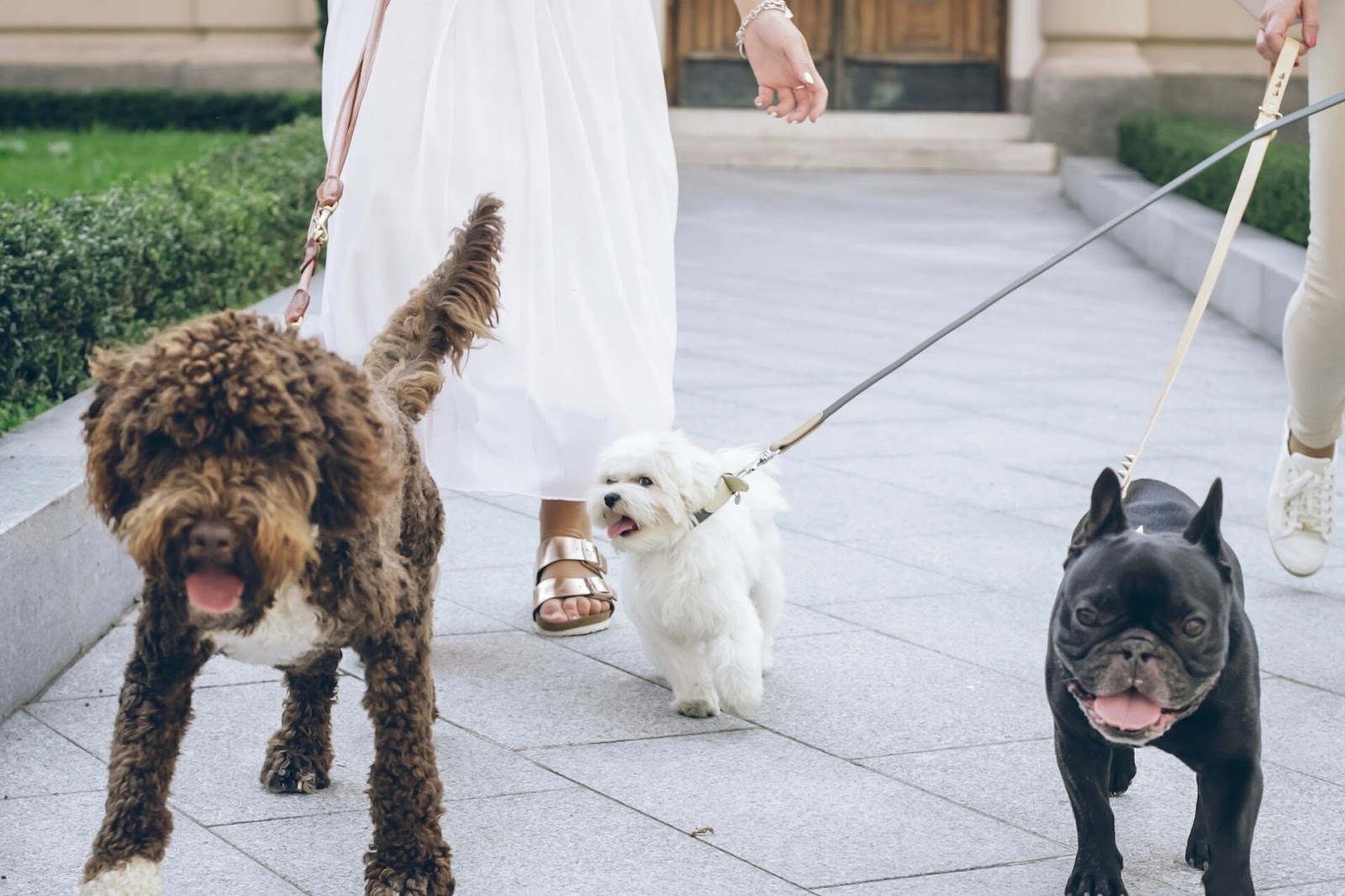 dogs on leashes