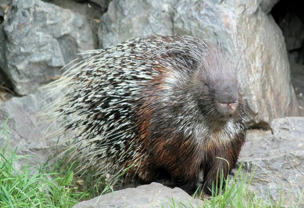 A porcupine stands on a rocky cliffside with giant rocks behind him. He looks unbothered in tall grass patches.