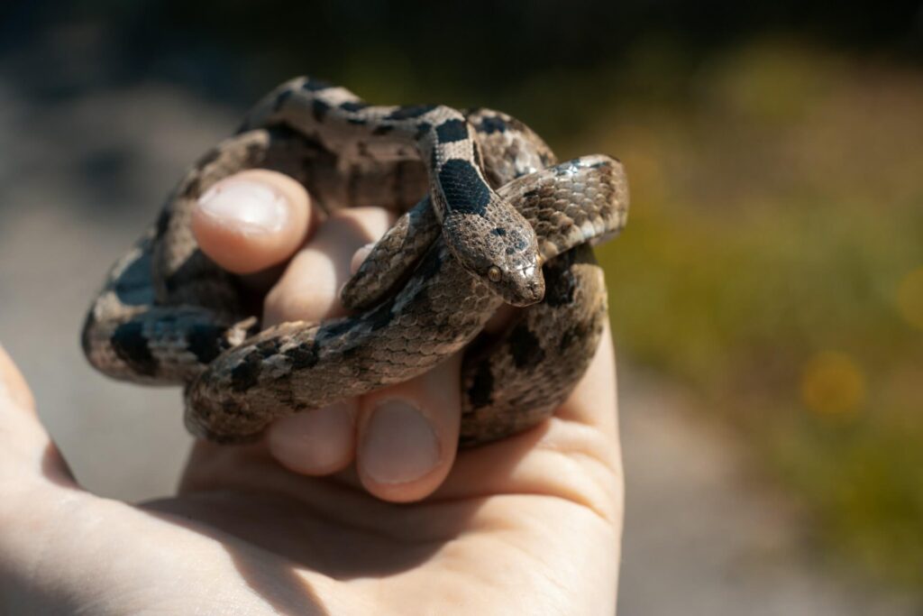 A person holds a tiny ball python snake in their hand. It curls around their curled fingers.