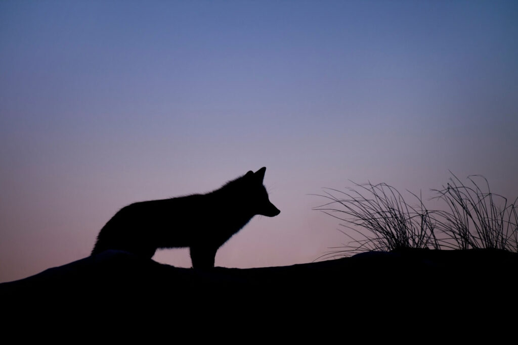 A silhouette of a lone wolf standing on all fours.