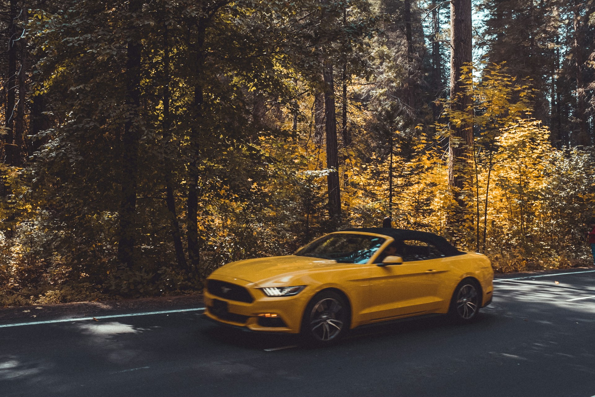 ford mustang surrounded by trees