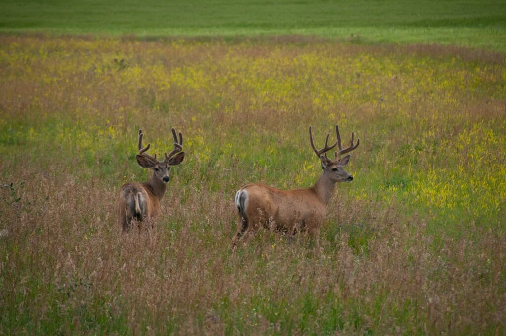 Two buck deer stand in a grassy field