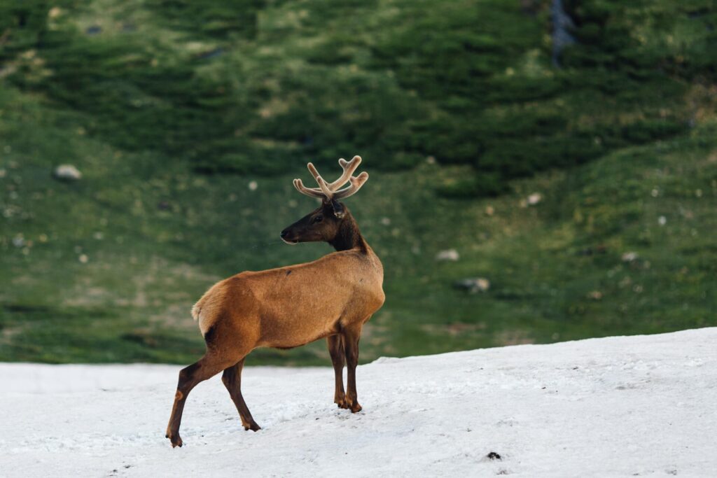 Elk at Rocky Mountain National Park