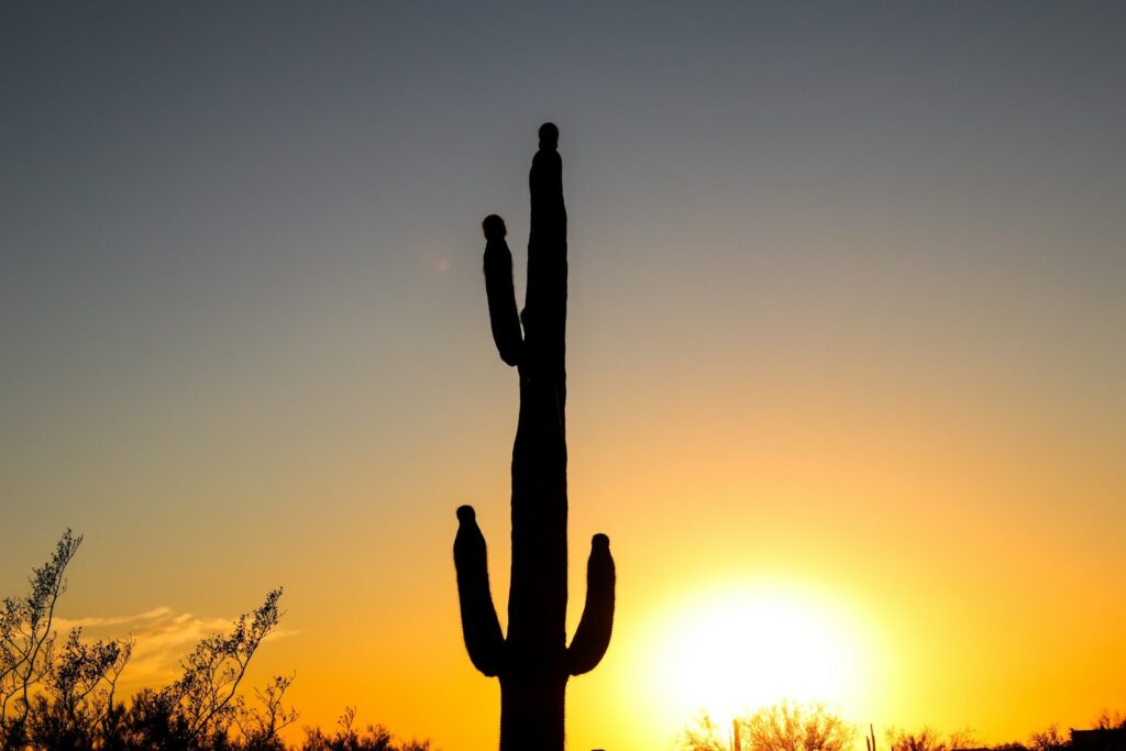 The sun sets behind a tall cactus in the desert