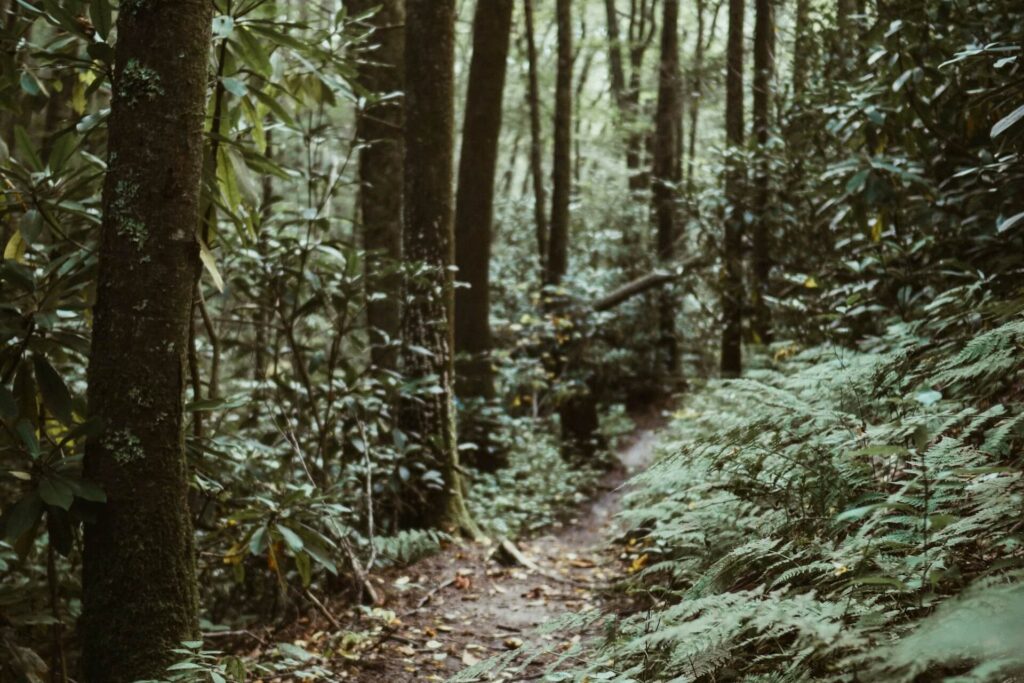 Trail in the forest